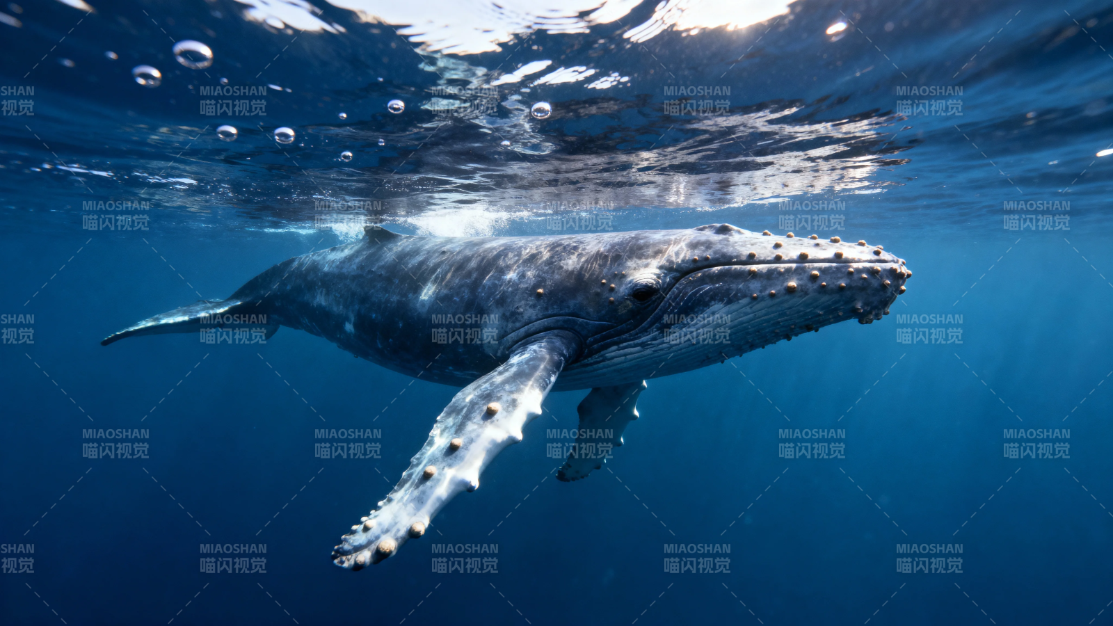 深海巨鲸悠然游弋图片