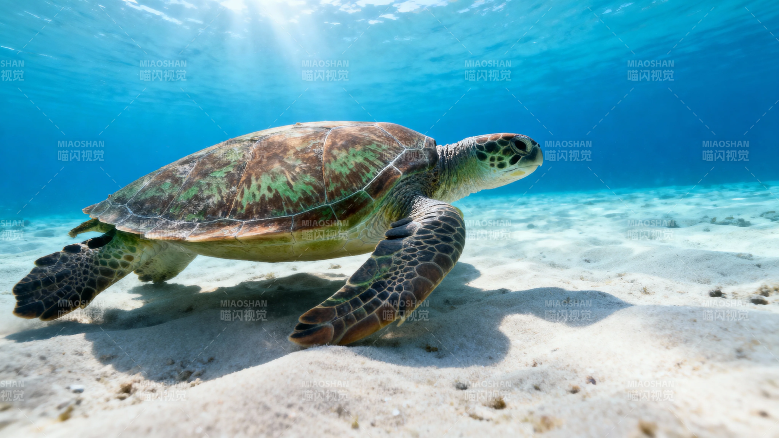 海龟悠游海底沙床图片