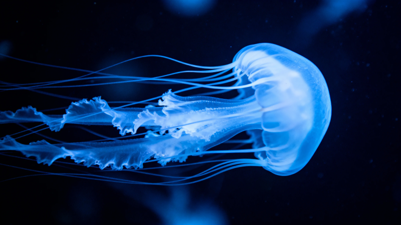 蓝光水母 深海幽梦舞者图片