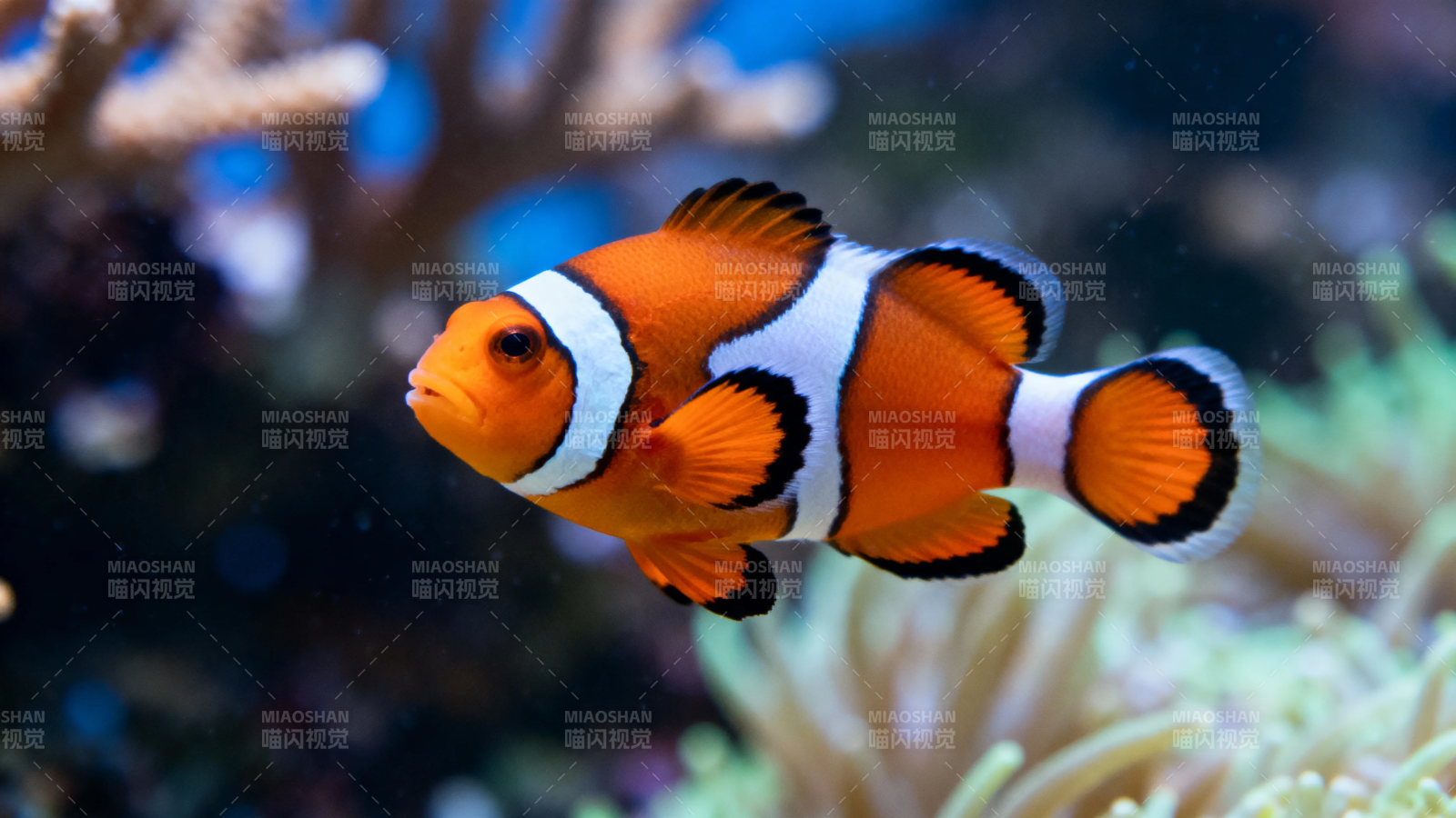 小丑鱼游弋珊瑚间图片