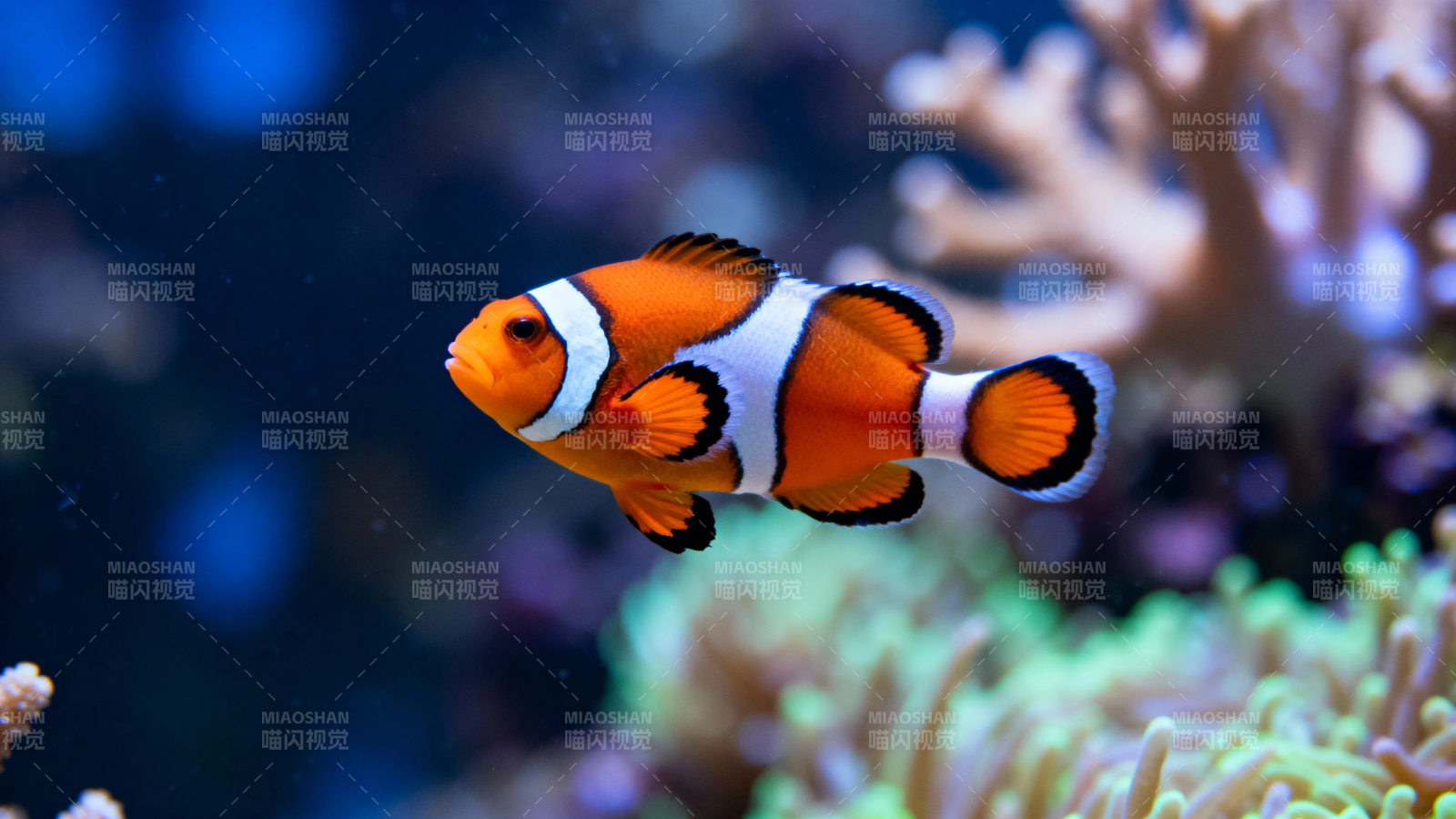 小丑鱼游弋珊瑚间图片