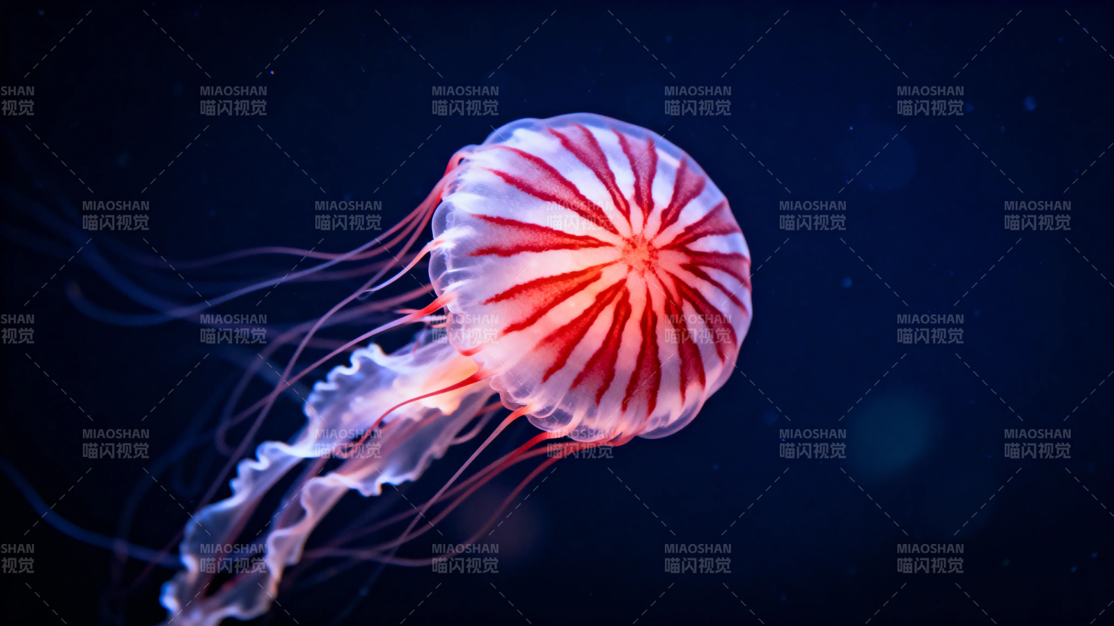 深海红纹水母梦幻游弋图片