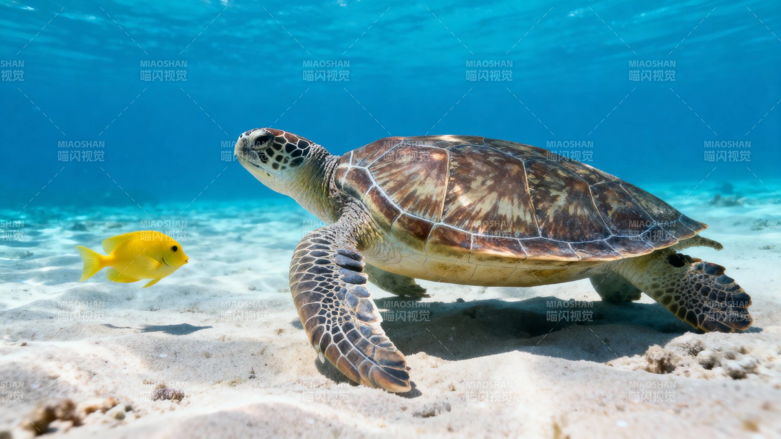 海龟与黄鱼共游海底图片
