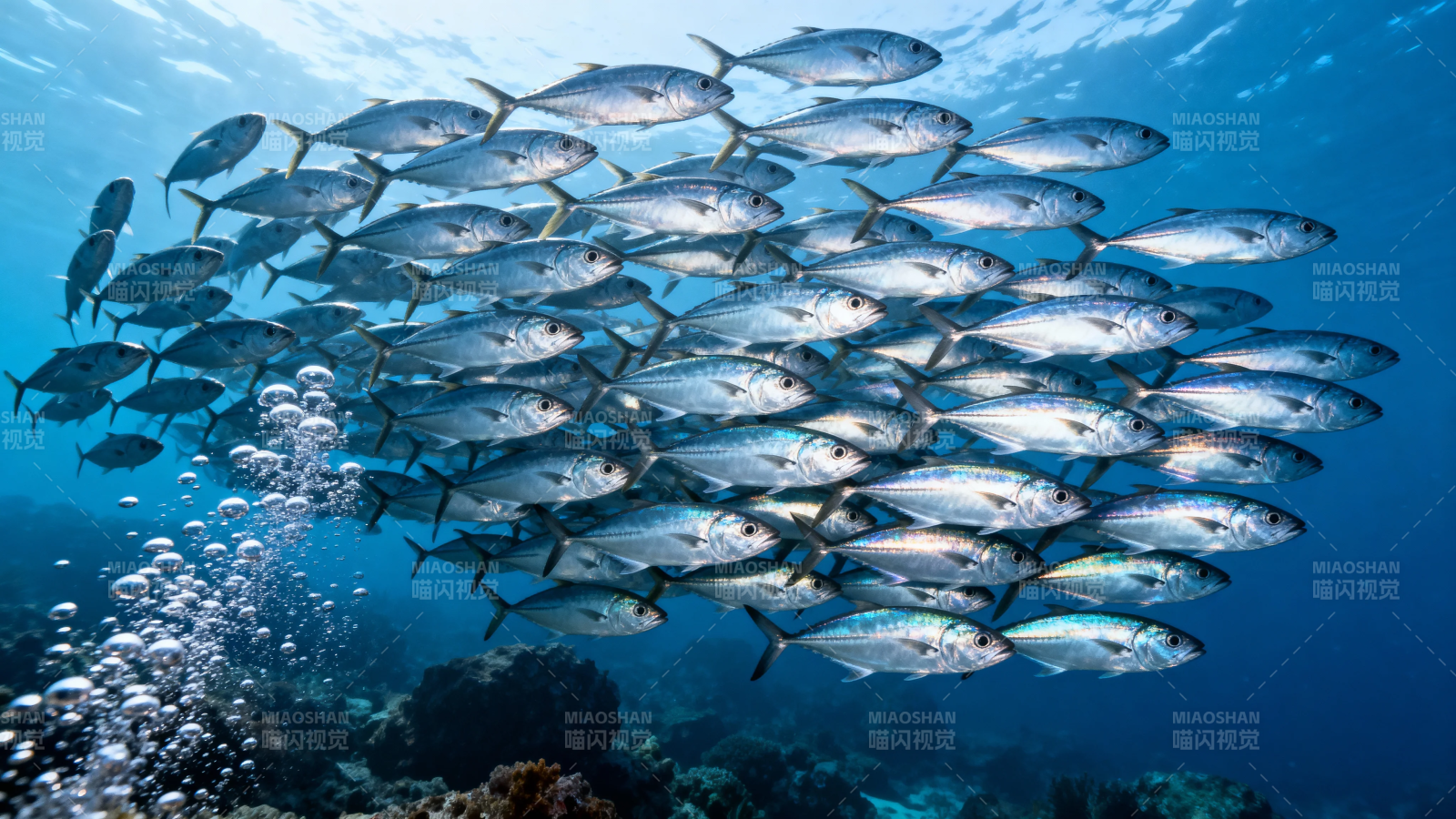 鱼群共舞 气泡升腾海底景图片