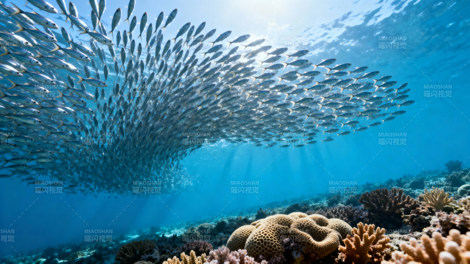 鱼群共舞珊瑚海图片