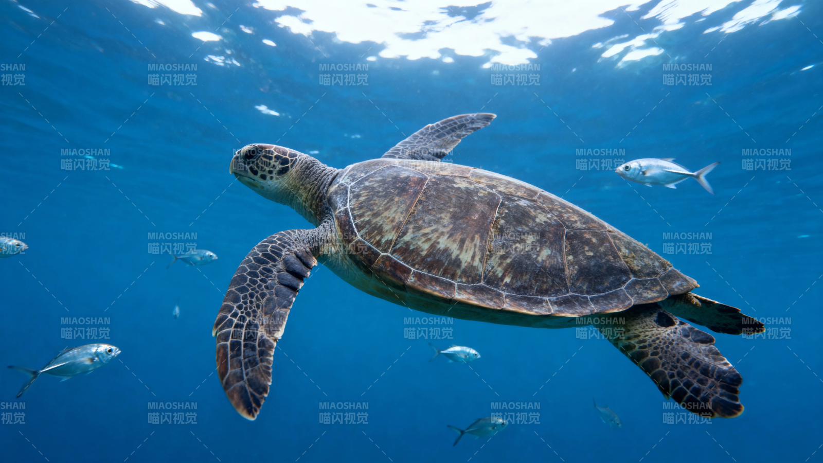 海龟悠游深蓝海底世界图片