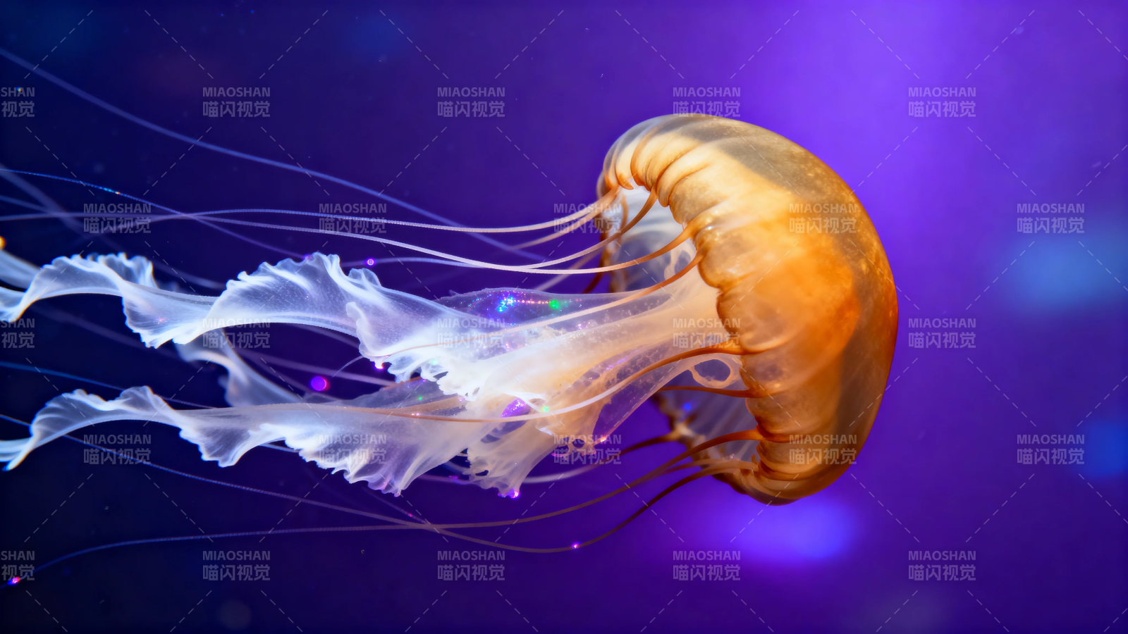 紫海中的橙白水母舞图片