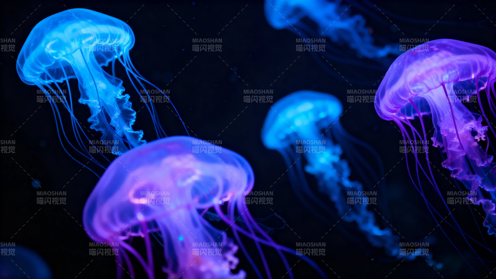 梦幻水母 蓝紫光影之舞图片