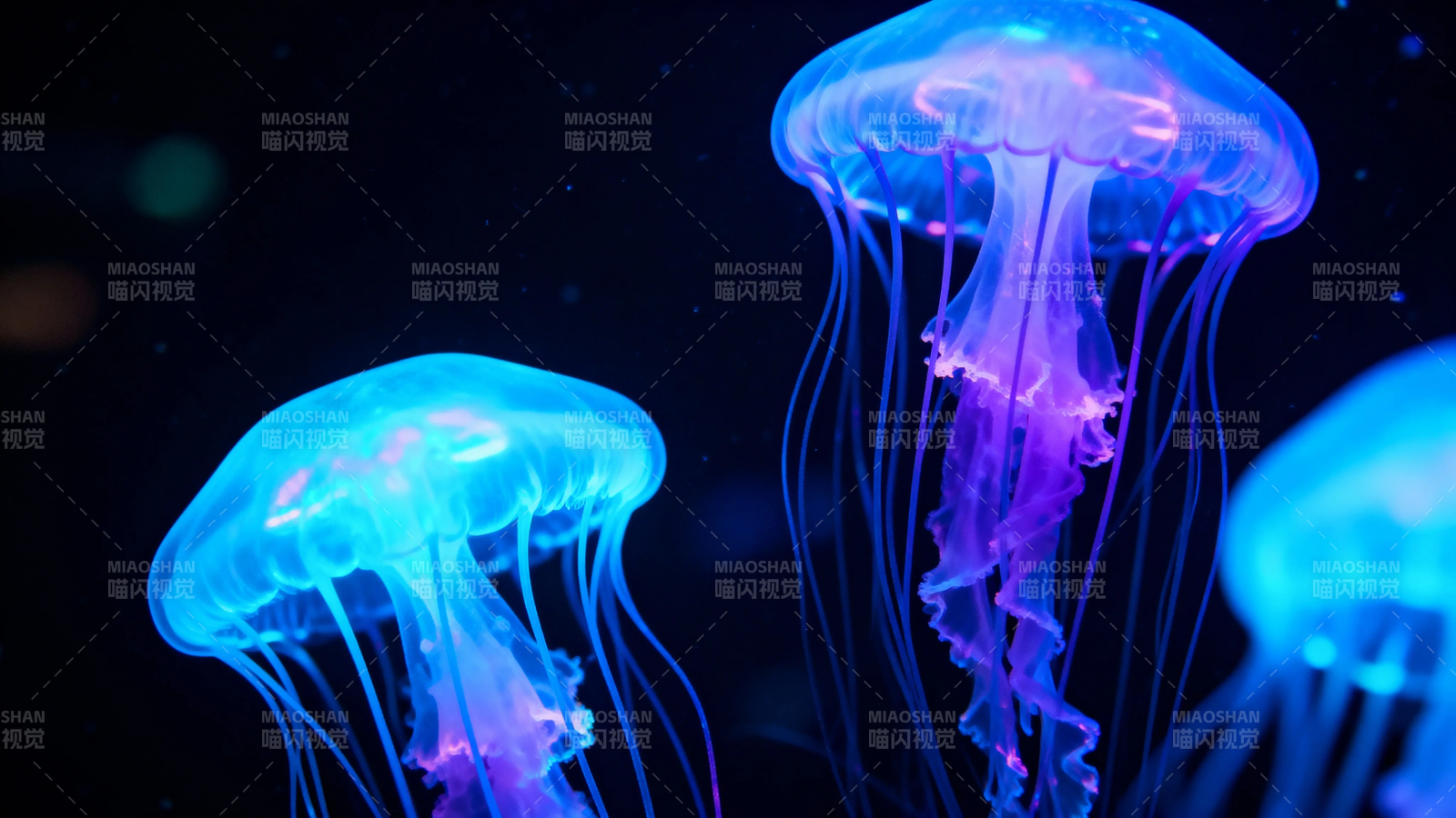 蓝光水母梦幻舞图片