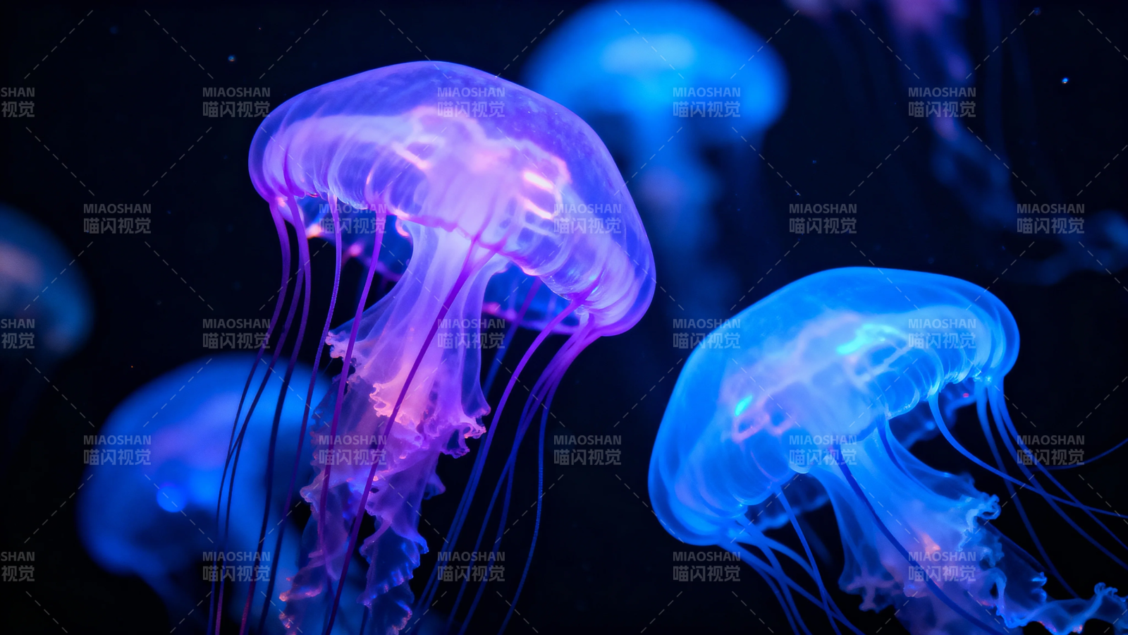 深海霓虹水母舞图片