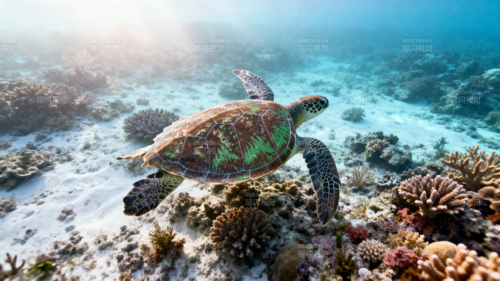 海龟游弋珊瑚礁间图片