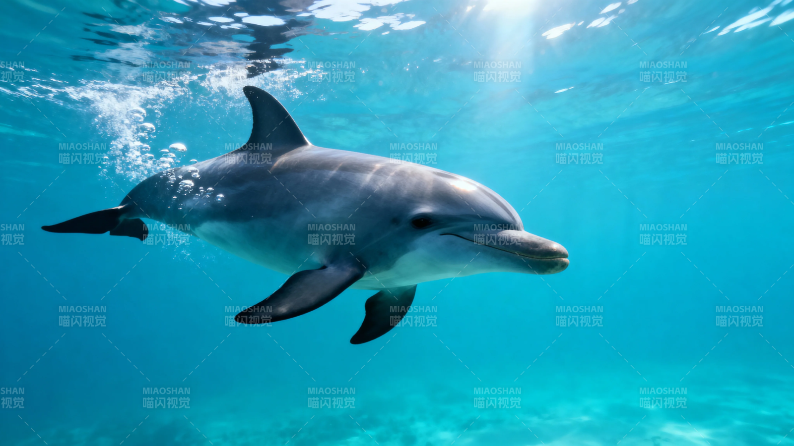 海豚游弋碧蓝海水中图片