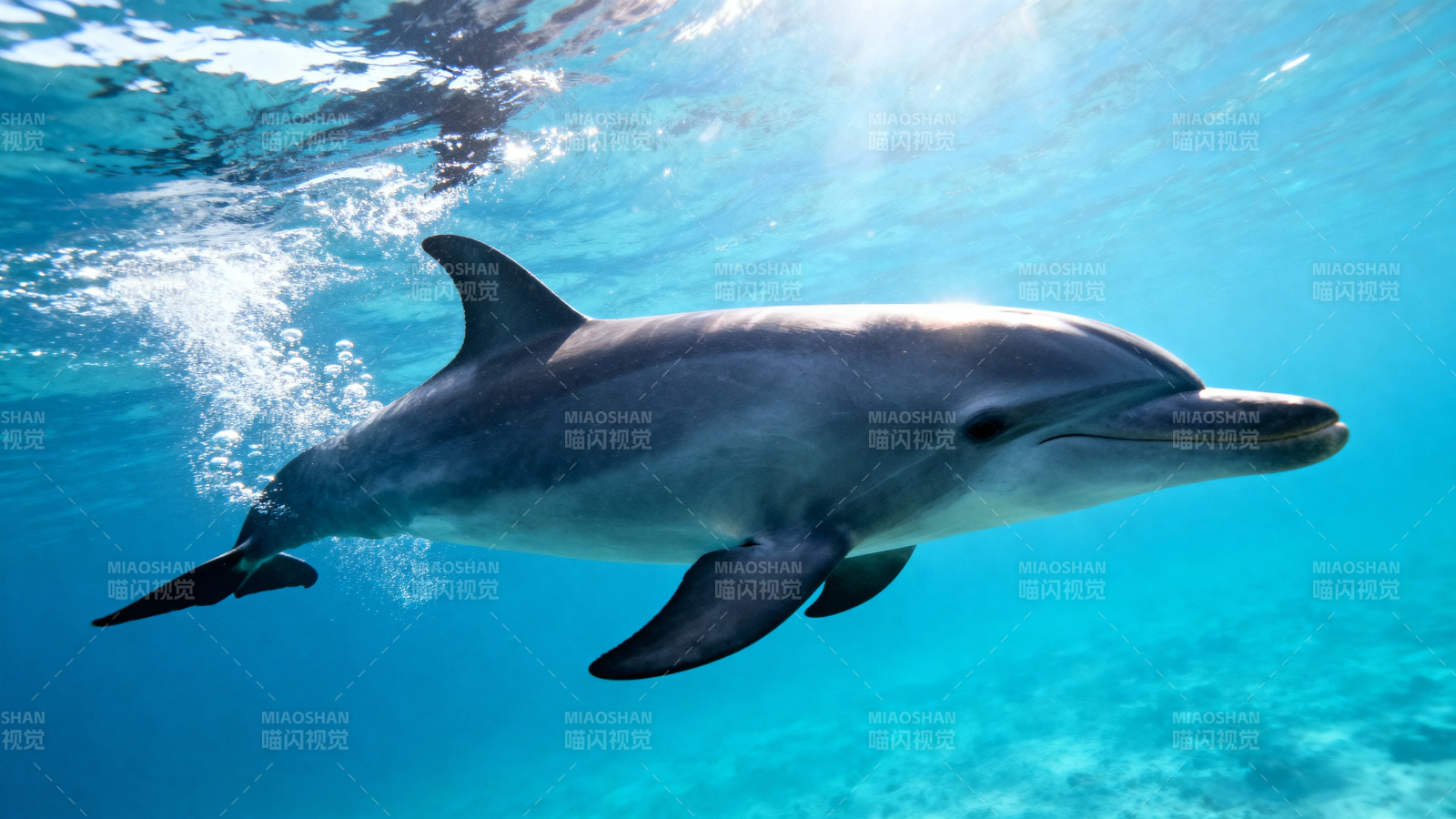 海豚跃水 阳光洒蓝洋图片