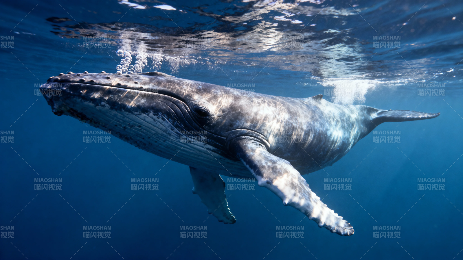 深海巨鲸悠然游弋图片