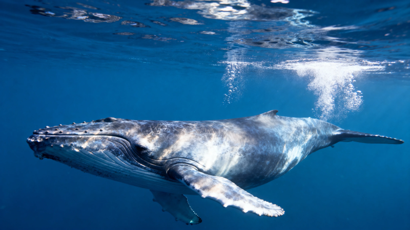 深海鲸影 蓝境游弋之美图片