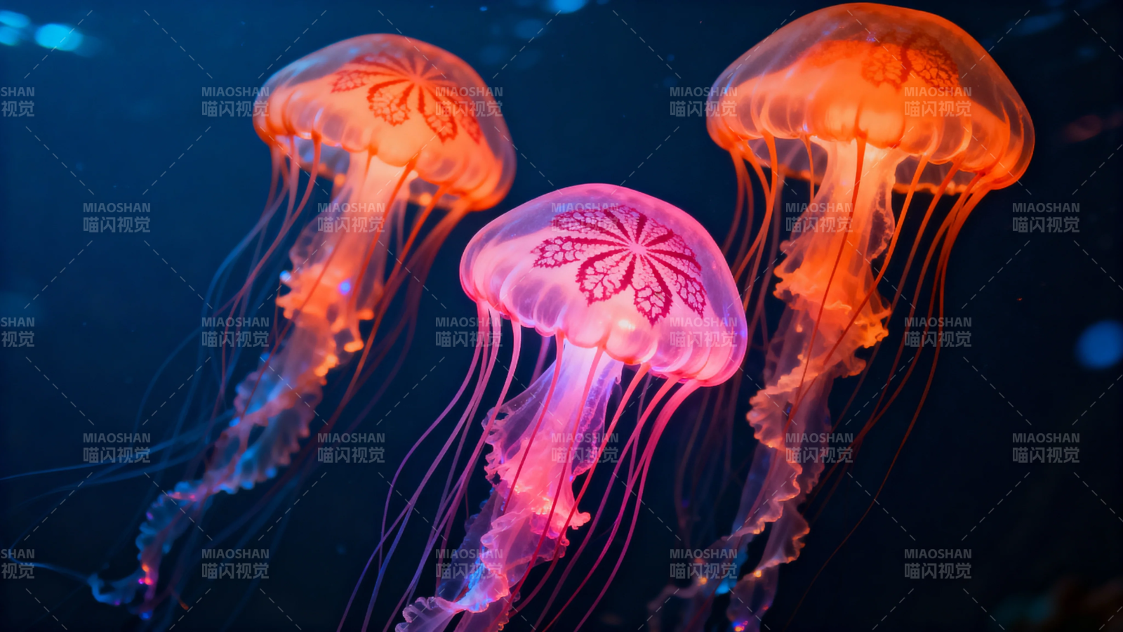 深海彩灯 三朵发光水母图片