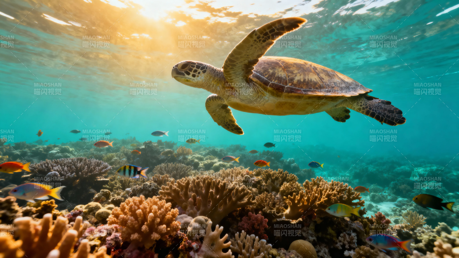 海龟悠游珊瑚礁图片