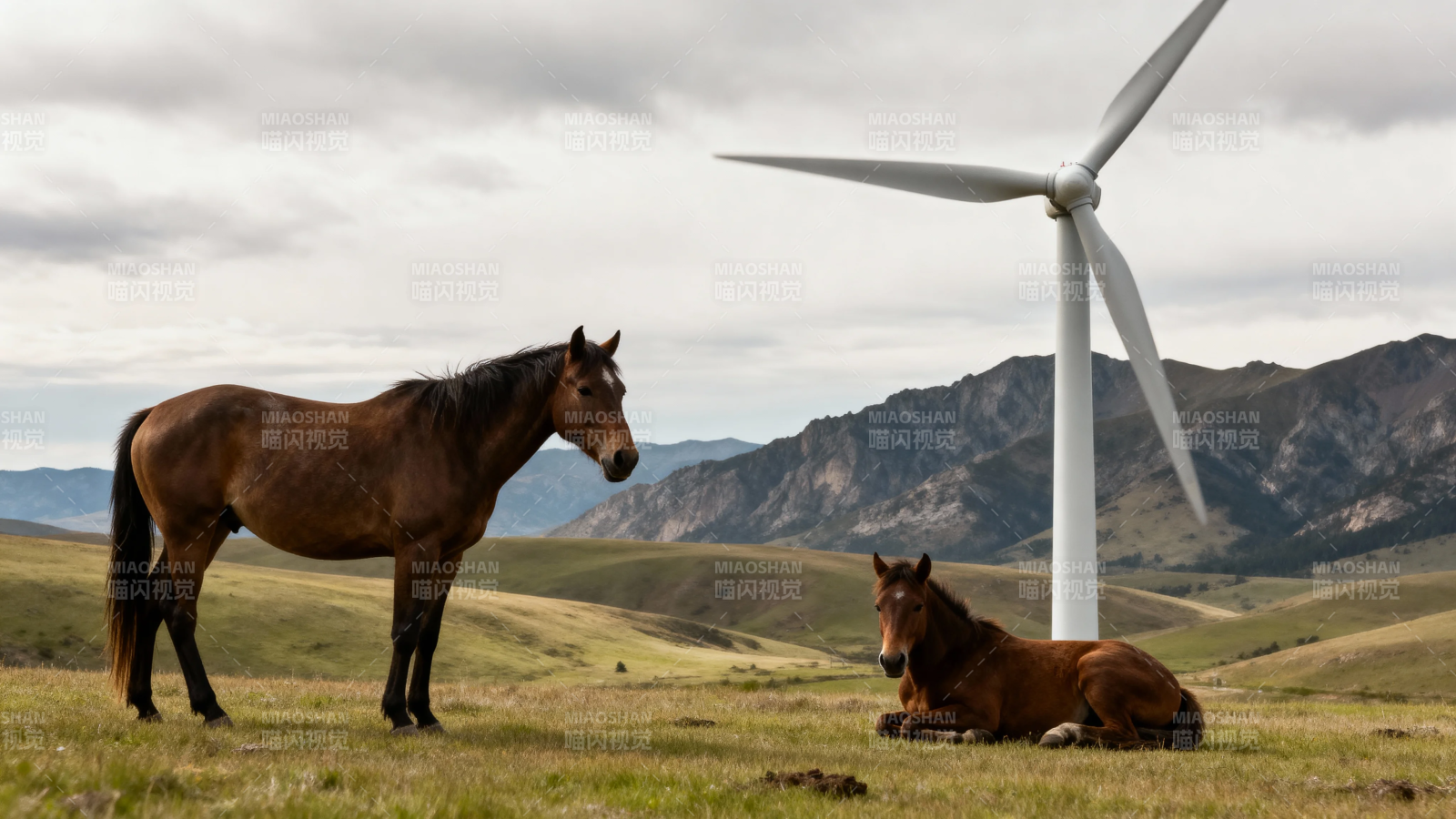 风车下的马群图片