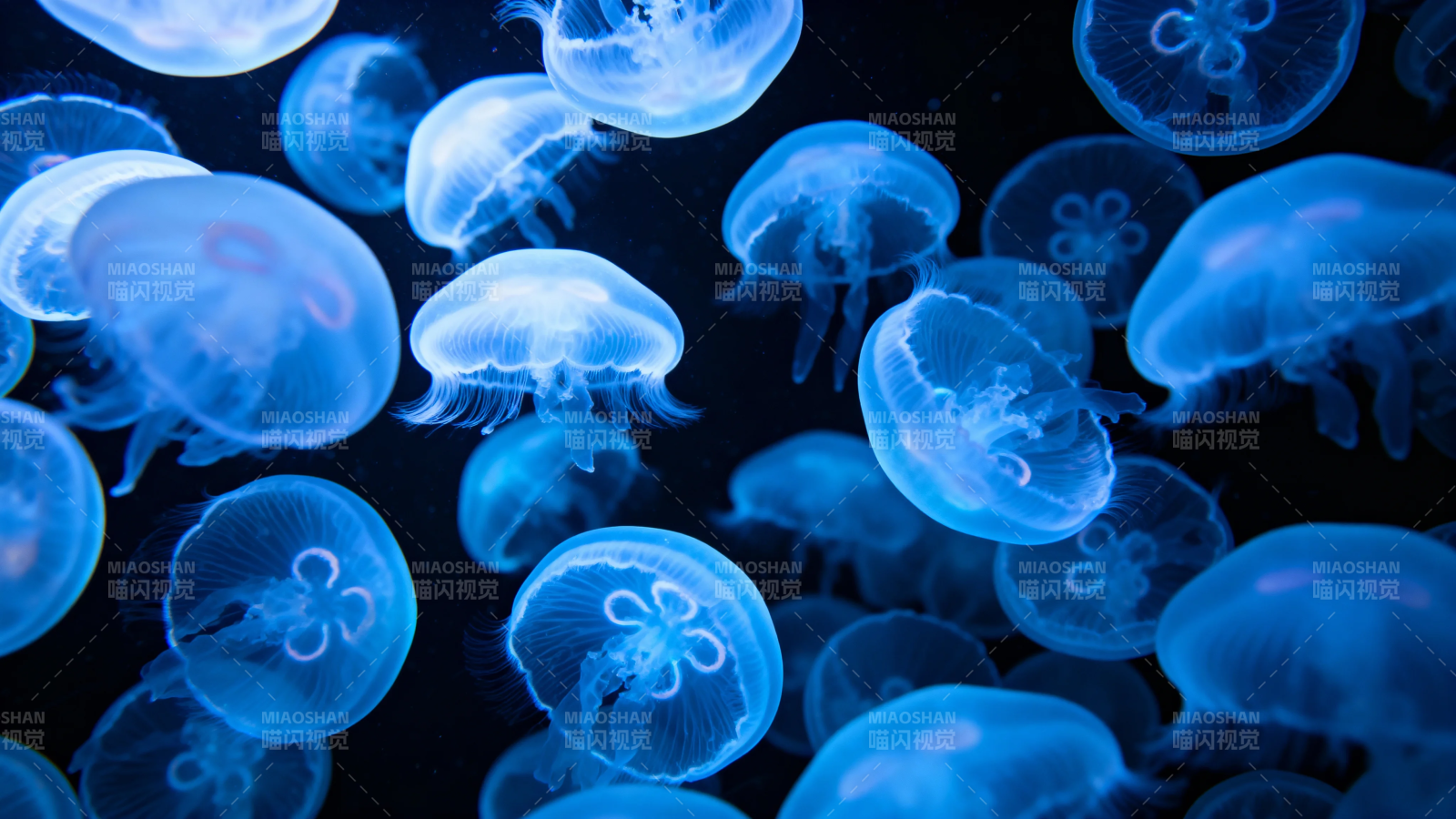 蓝光水母群舞深海秘境图片