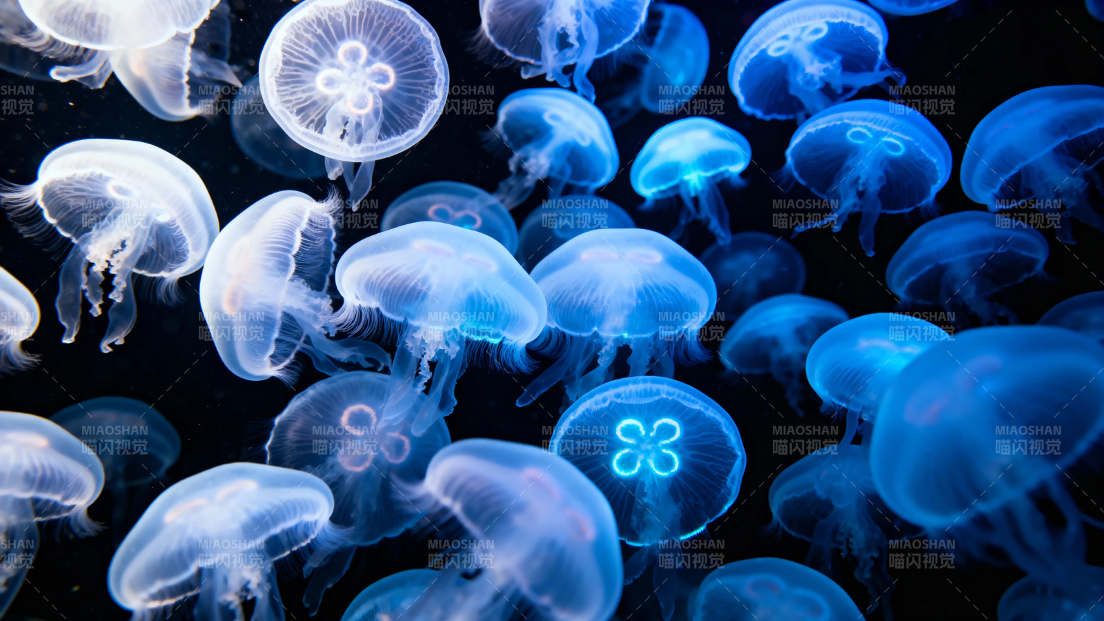蓝光水母群舞深海幻境图片