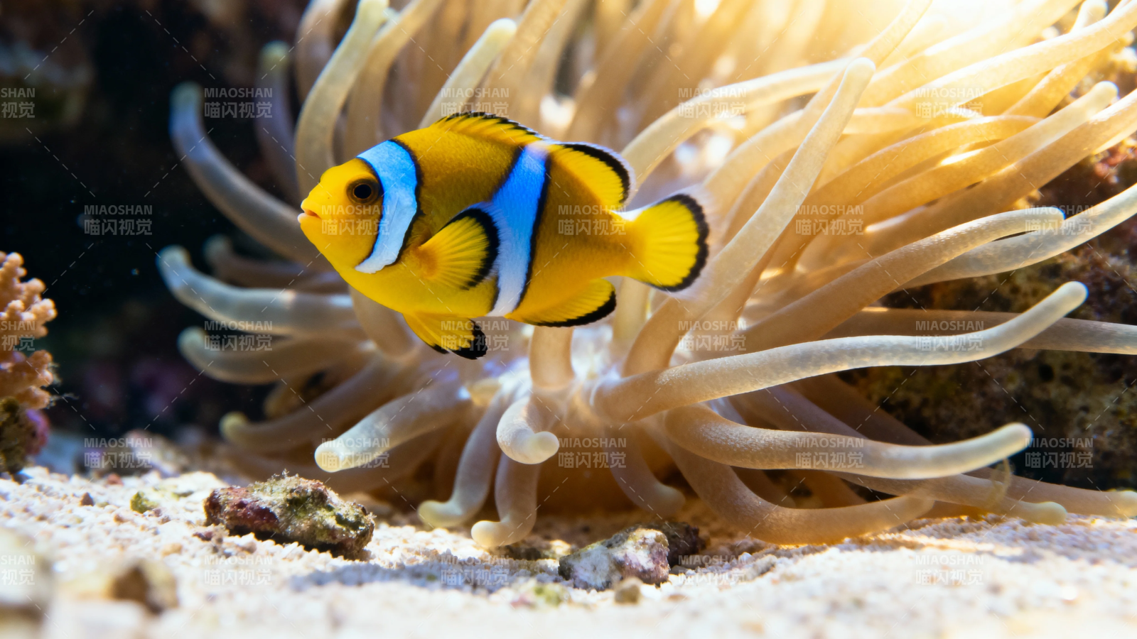 小丑鱼与海葵共舞图片