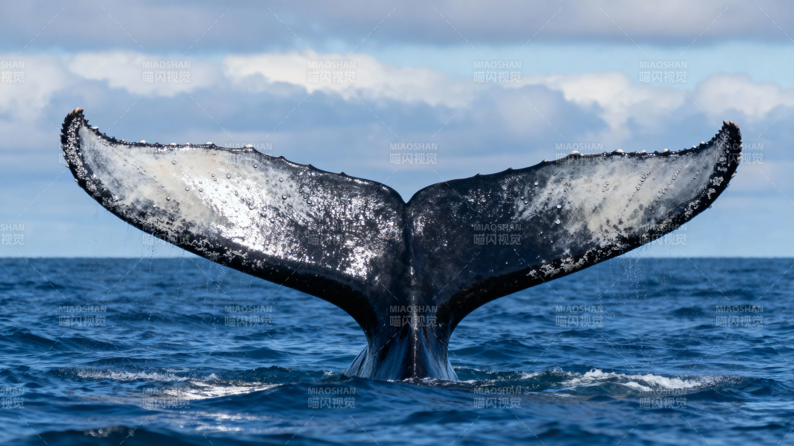 鲸尾拍浪 壮阔海天间图片