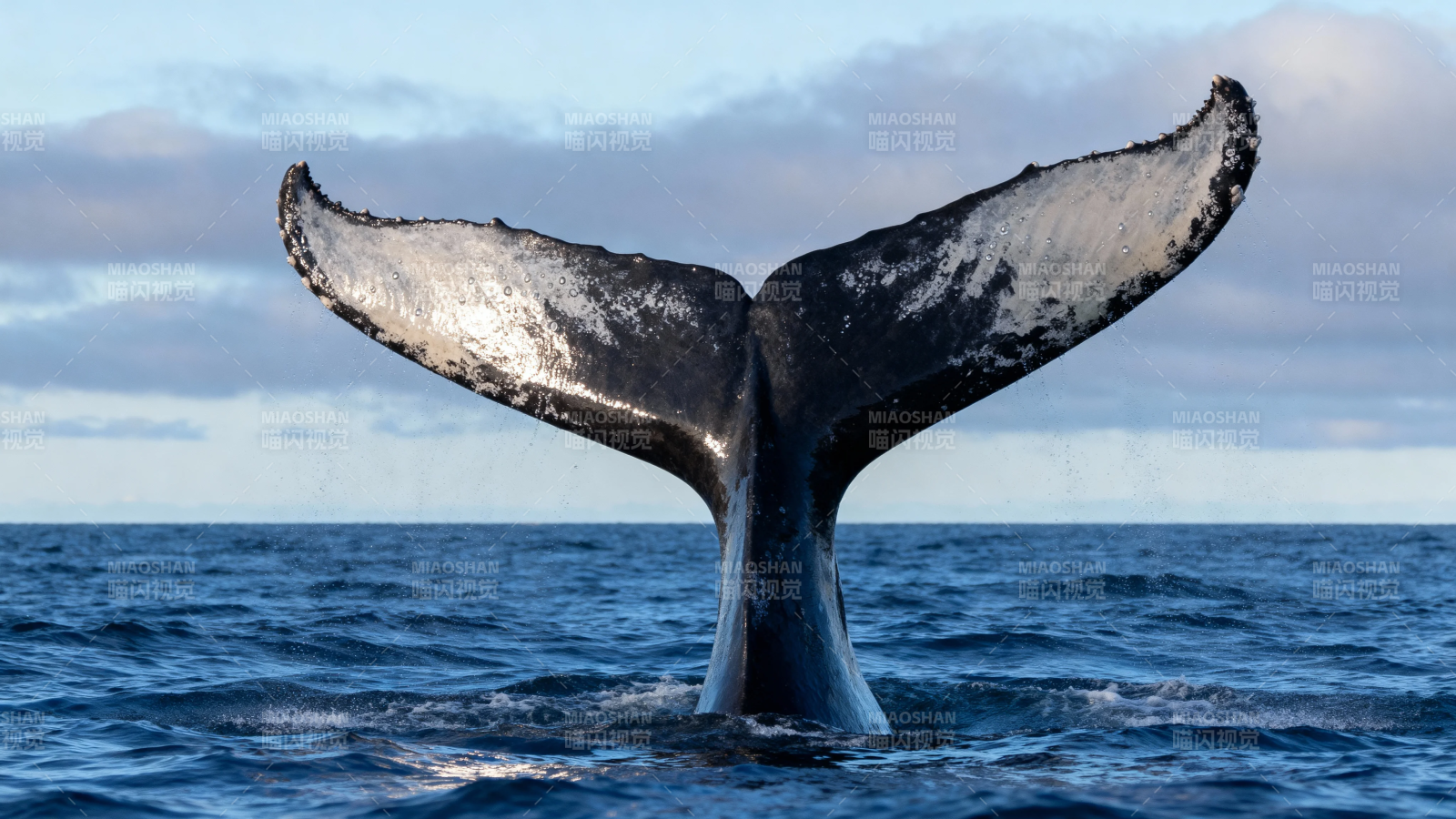 鲸尾跃海 壮美瞬间图片