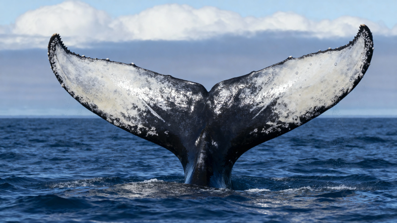 鲸尾跃海 壮美瞬间图片