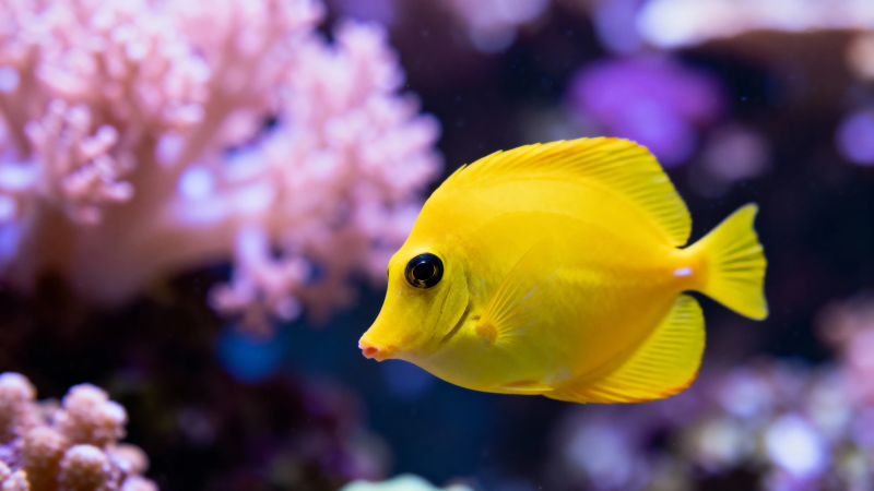 黄鱼游珊瑚 色彩斑斓美图片