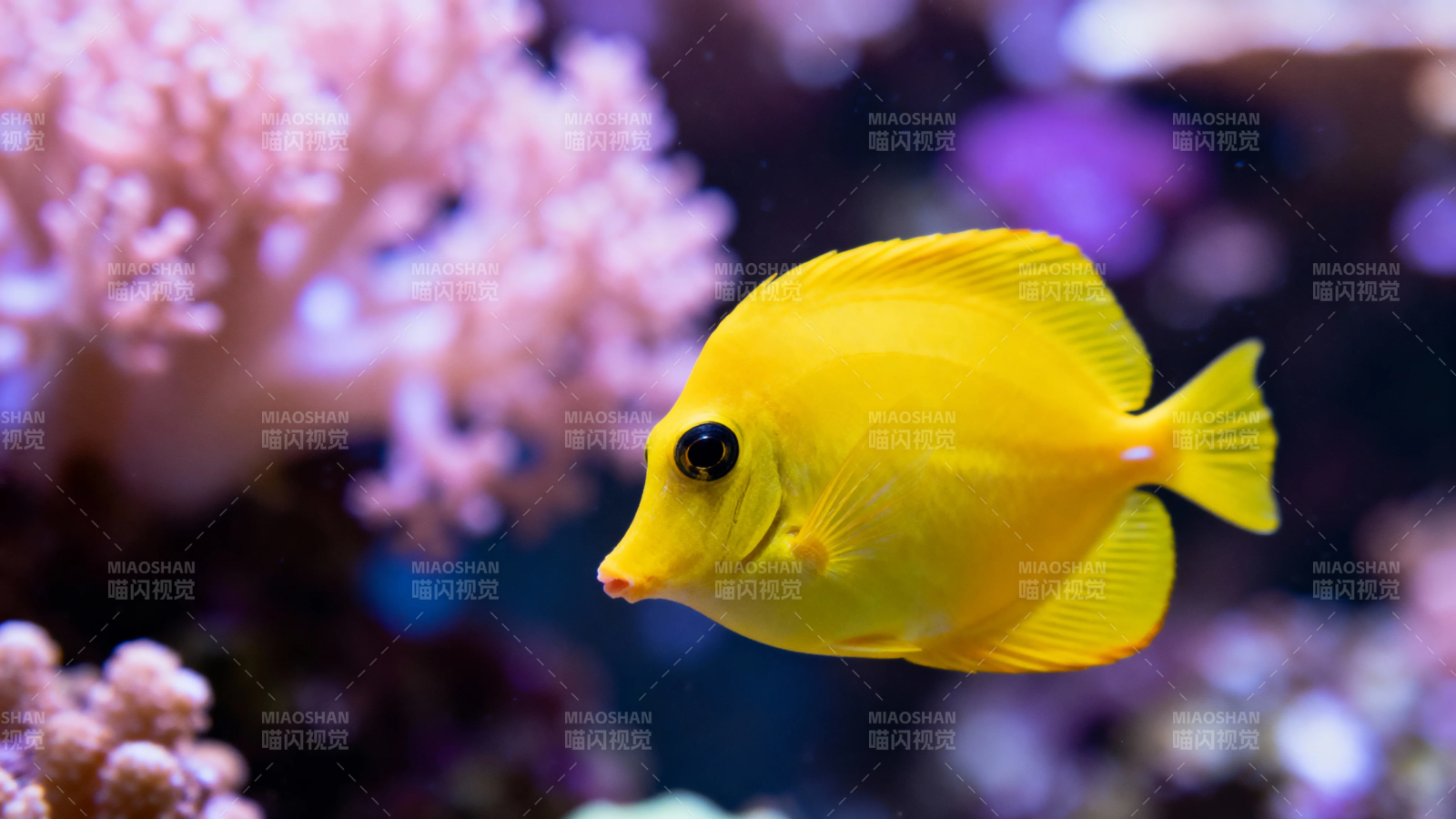 黄鱼游珊瑚 色彩斑斓美图片