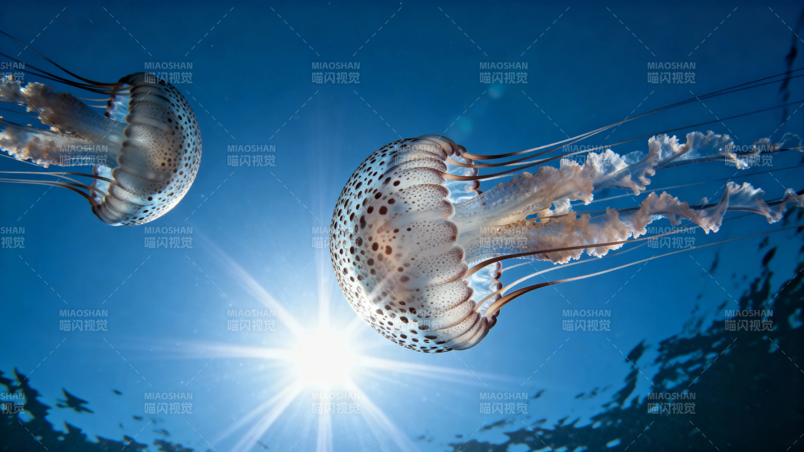 阳光下的水母之舞图片