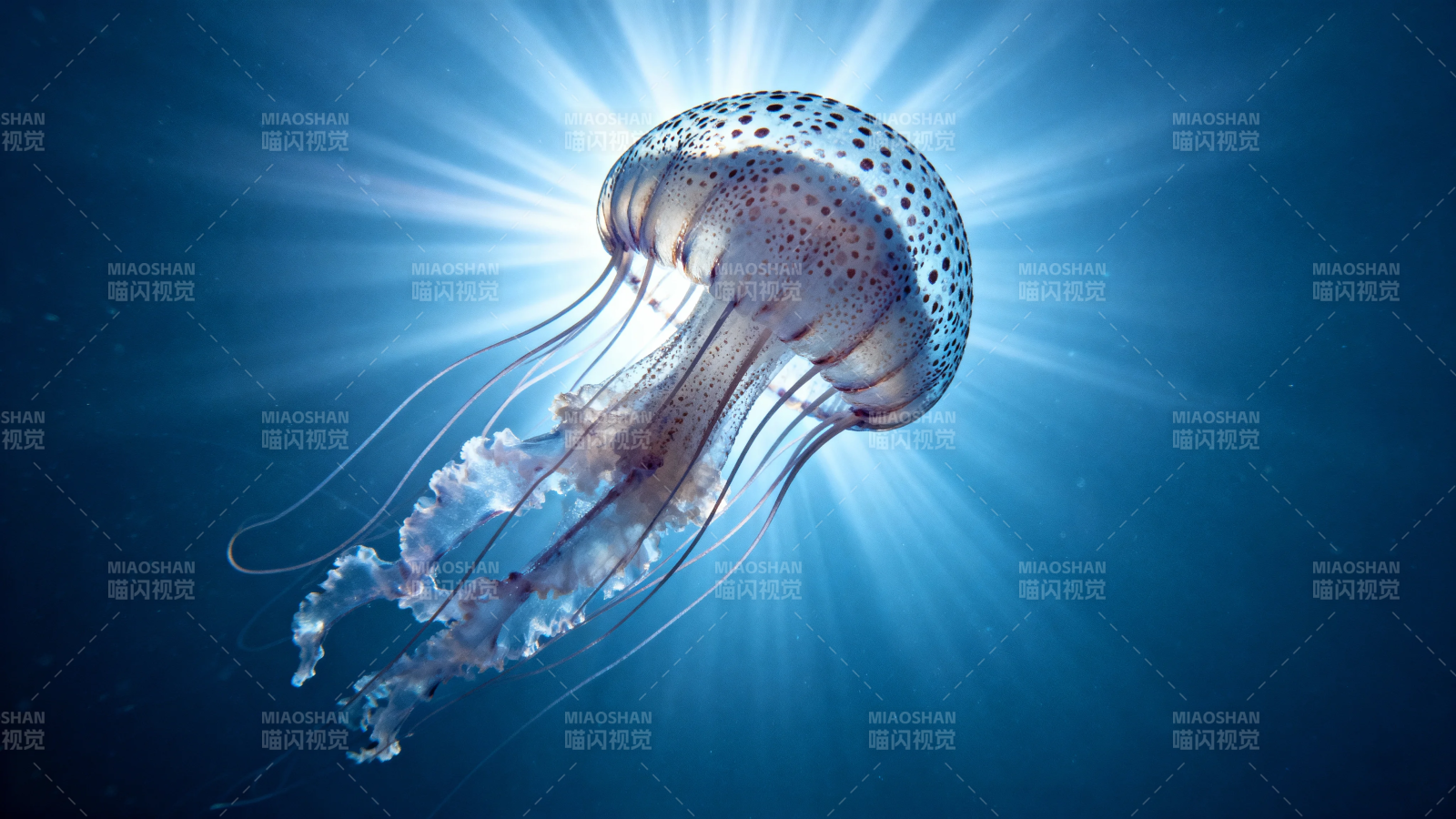 深海光晕 斑点水母舞图片