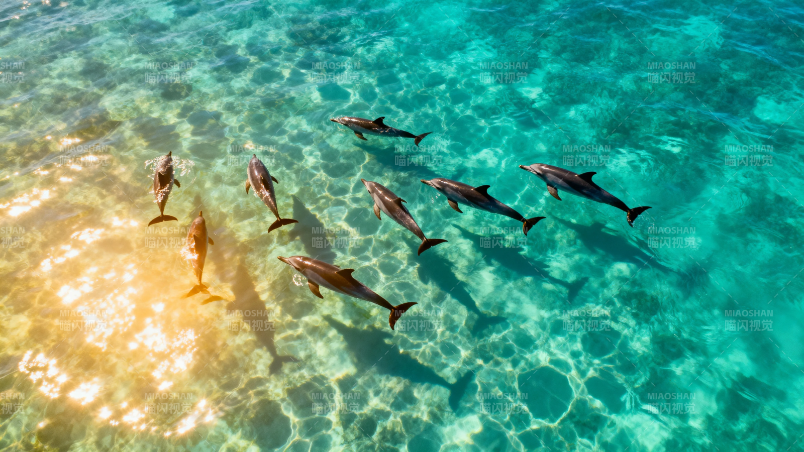 海豚群游碧蓝海水中图片