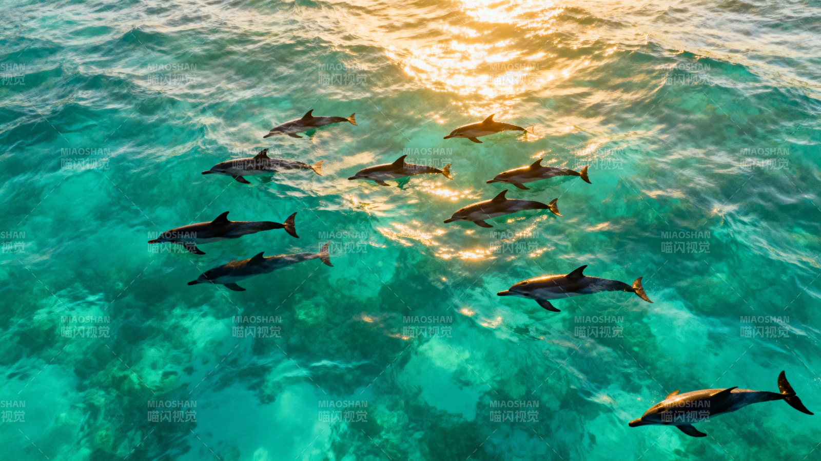 海豚群游碧蓝海面图片