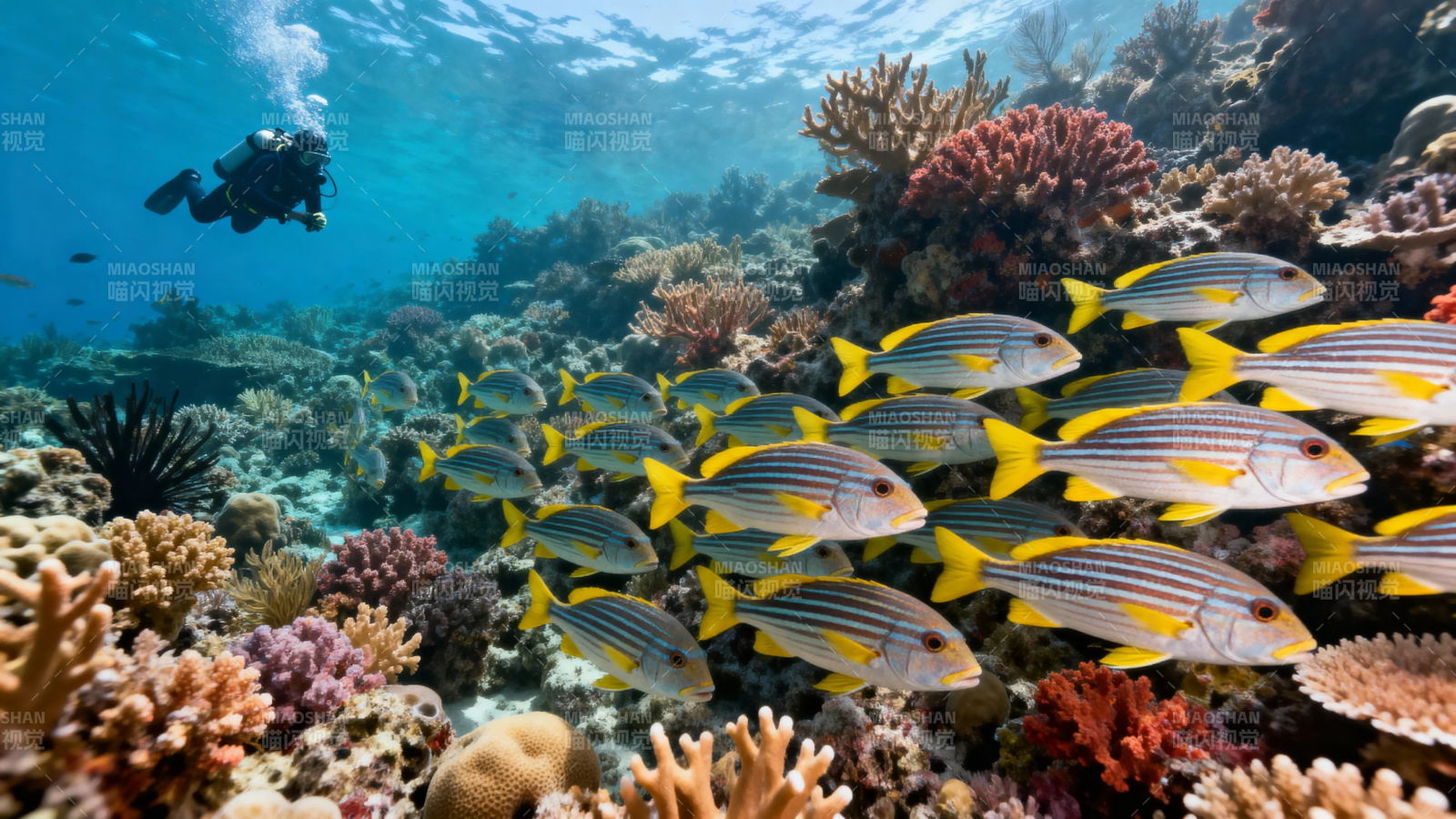 潜水员与鱼群共舞珊瑚海图片