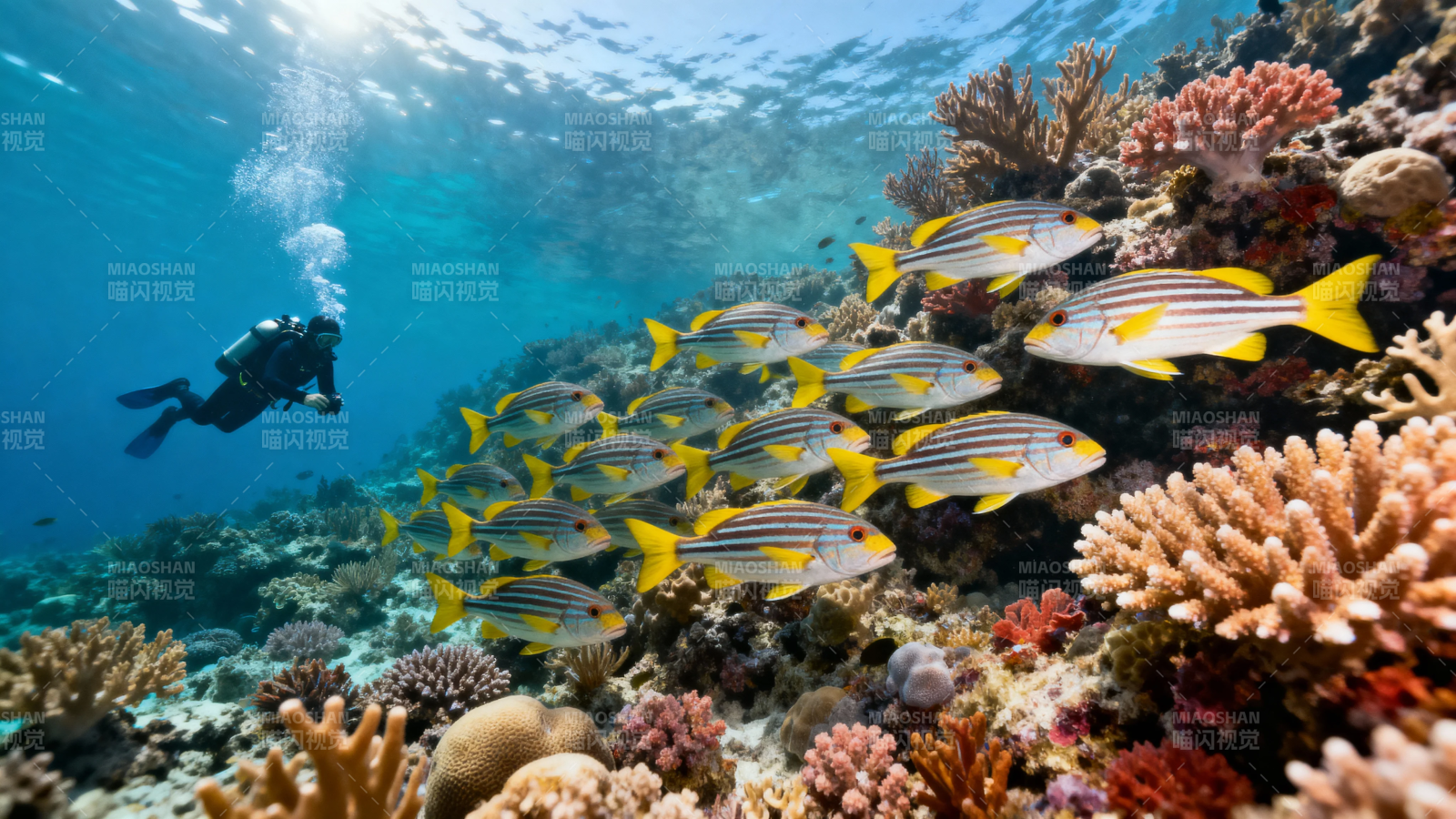 潜水员伴鱼群游珊瑚海图片