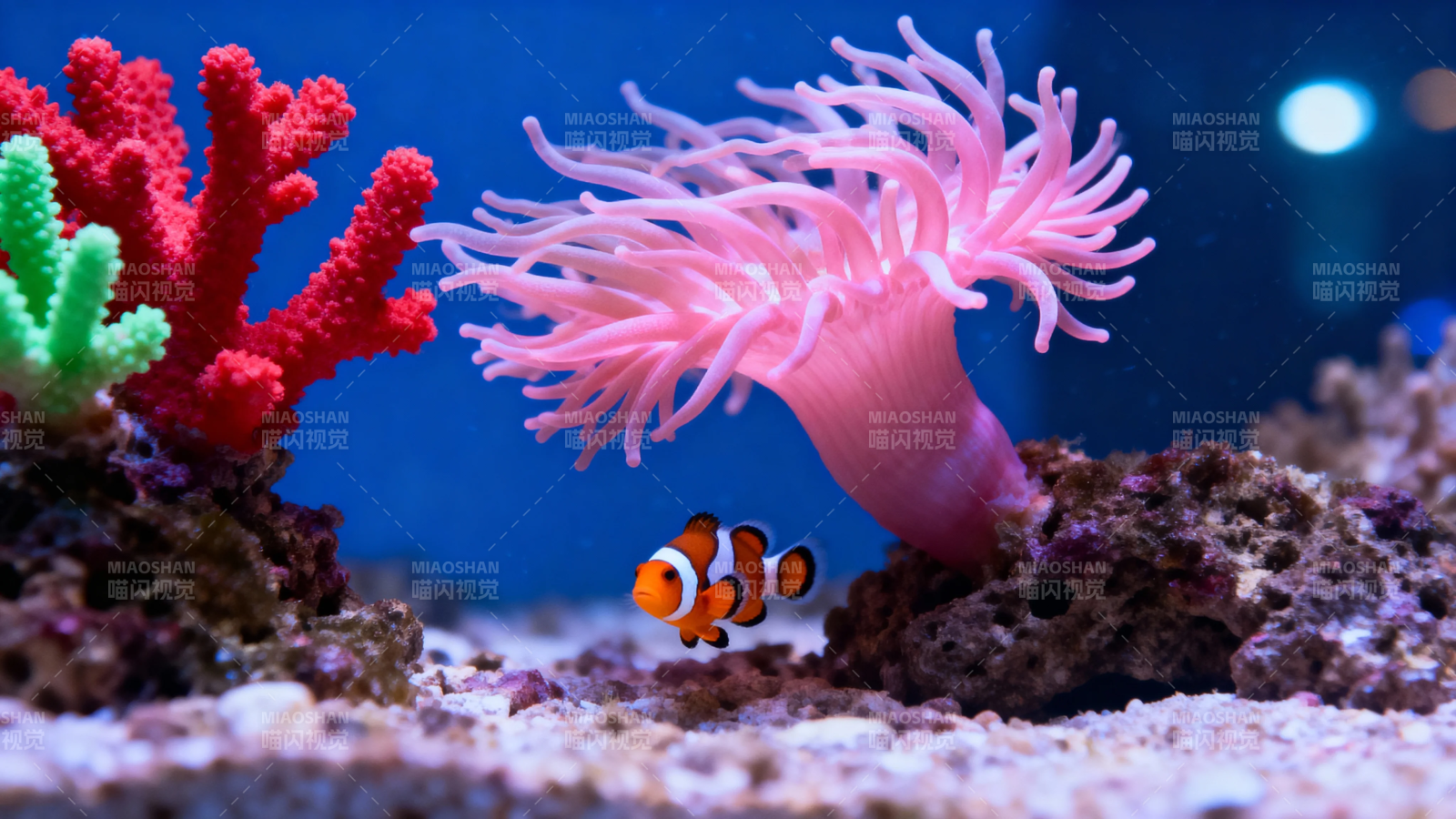 小丑鱼与粉海葵共舞图片