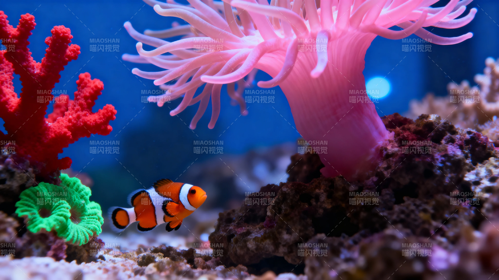 小丑鱼与粉海葵共舞图片