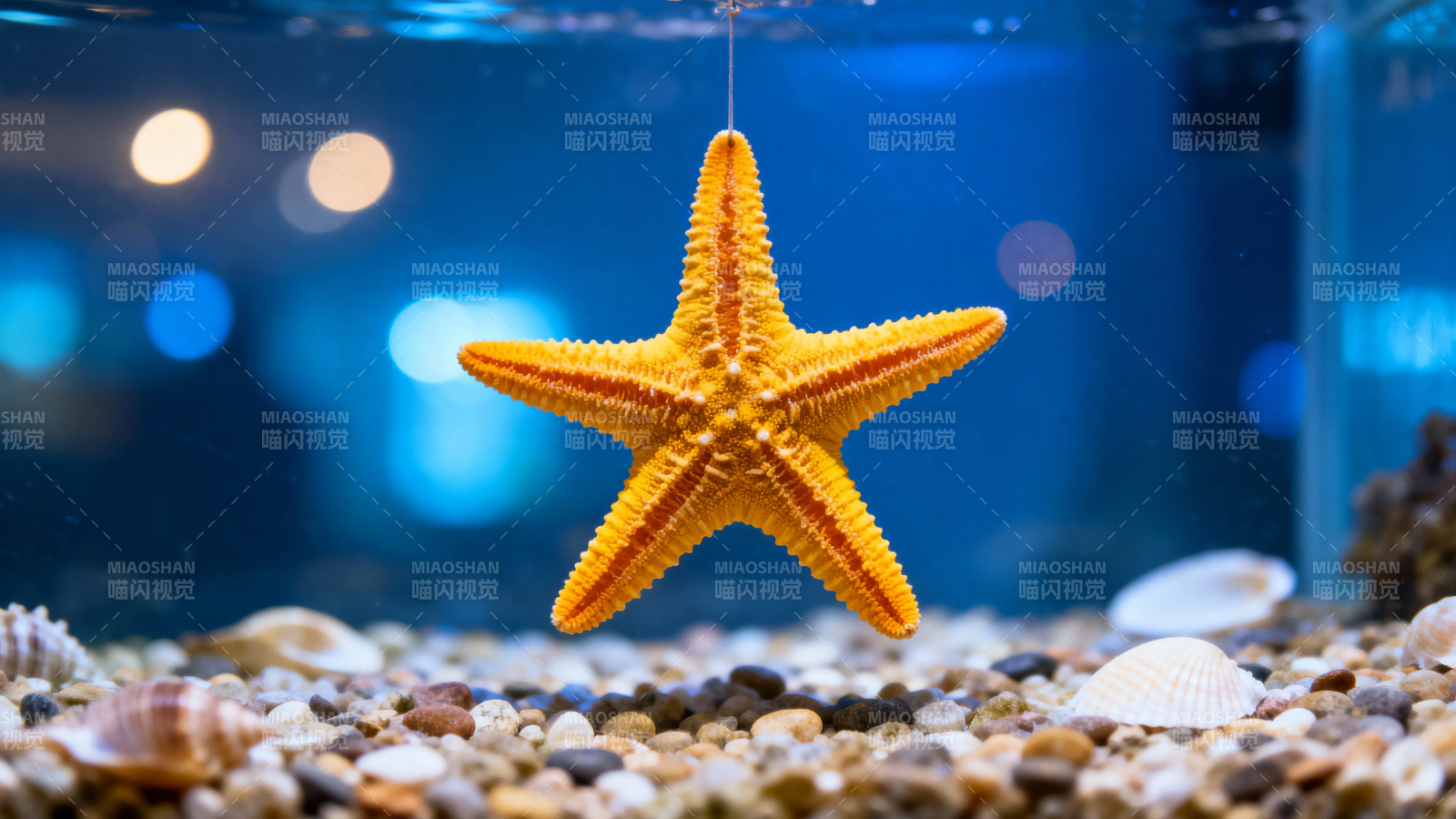 橙星海星悬于水族箱中图片