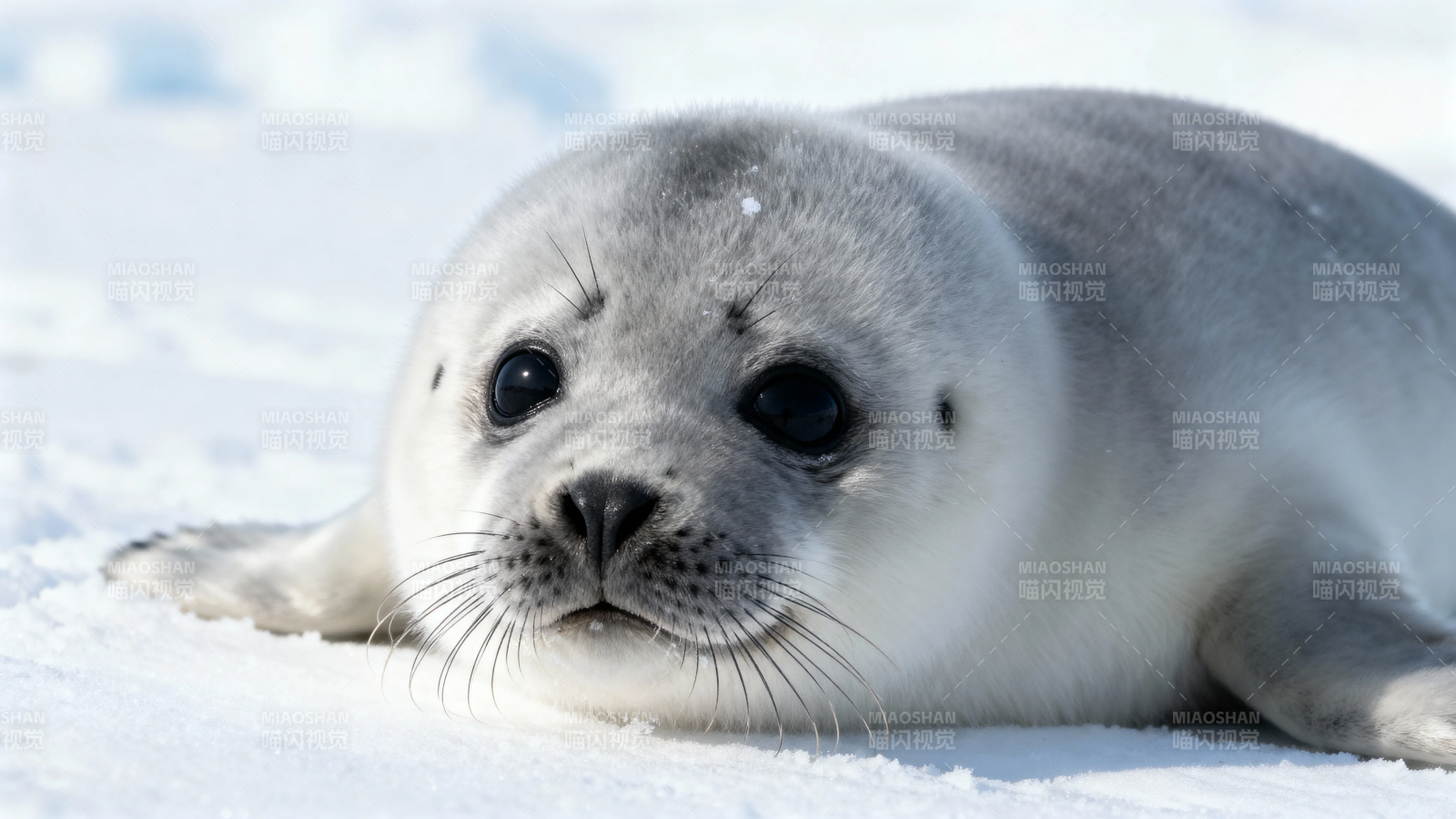 雪地上的小海豹萌照图片