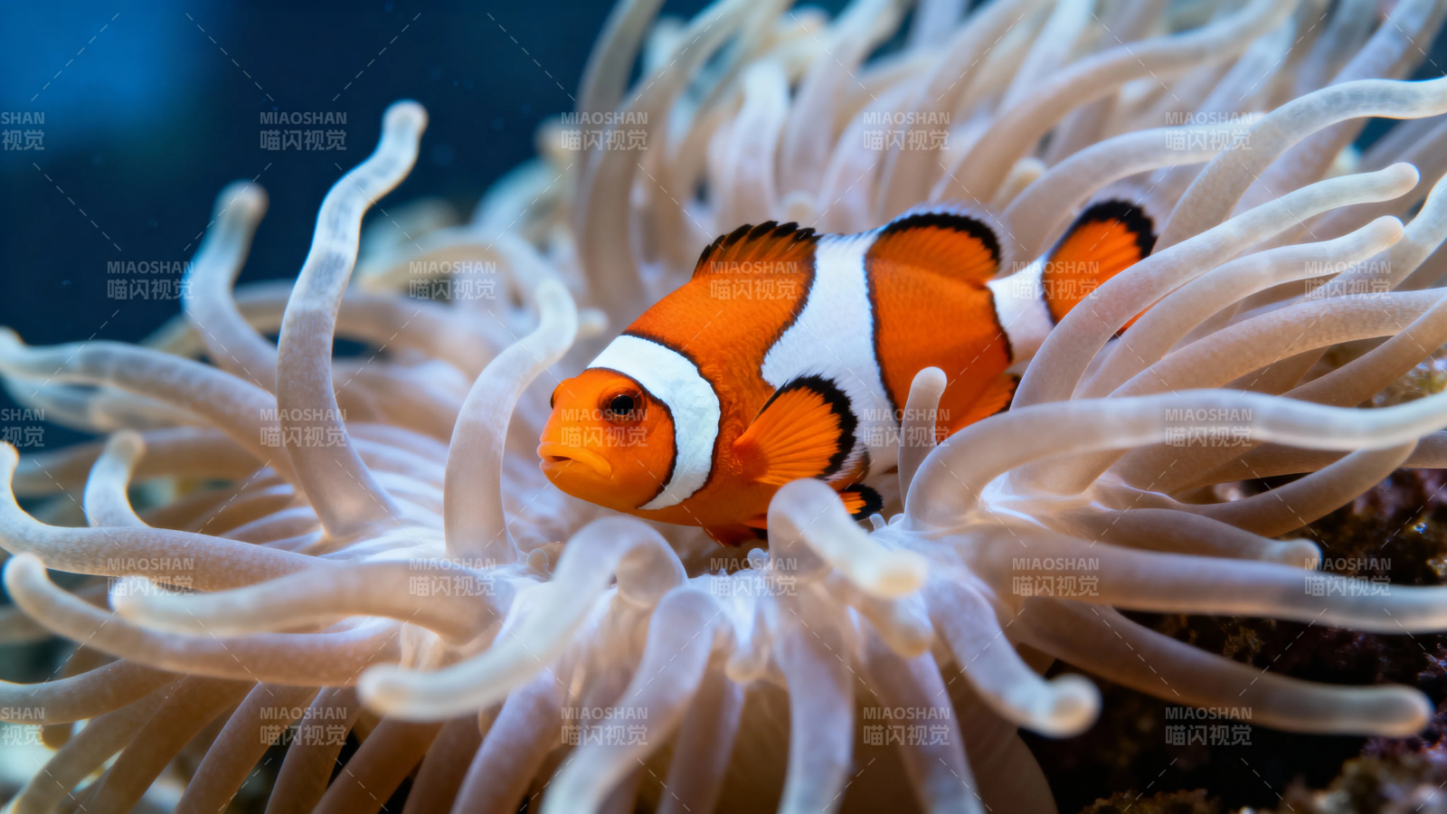 小丑鱼躲海葵中图片