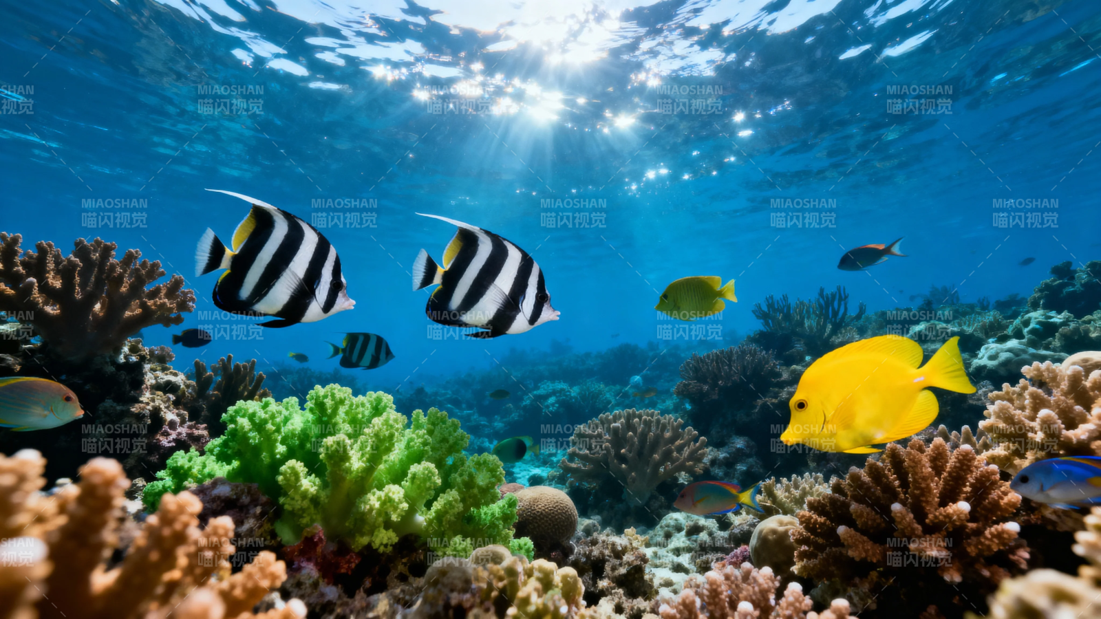 海底珊瑚鱼群嬉戏图图片