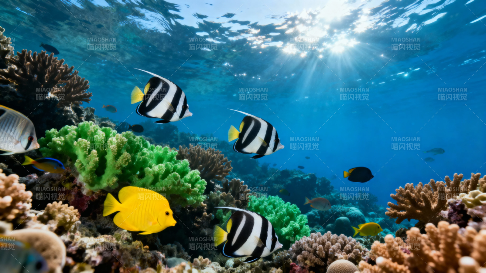 海底珊瑚鱼群嬉戏图图片