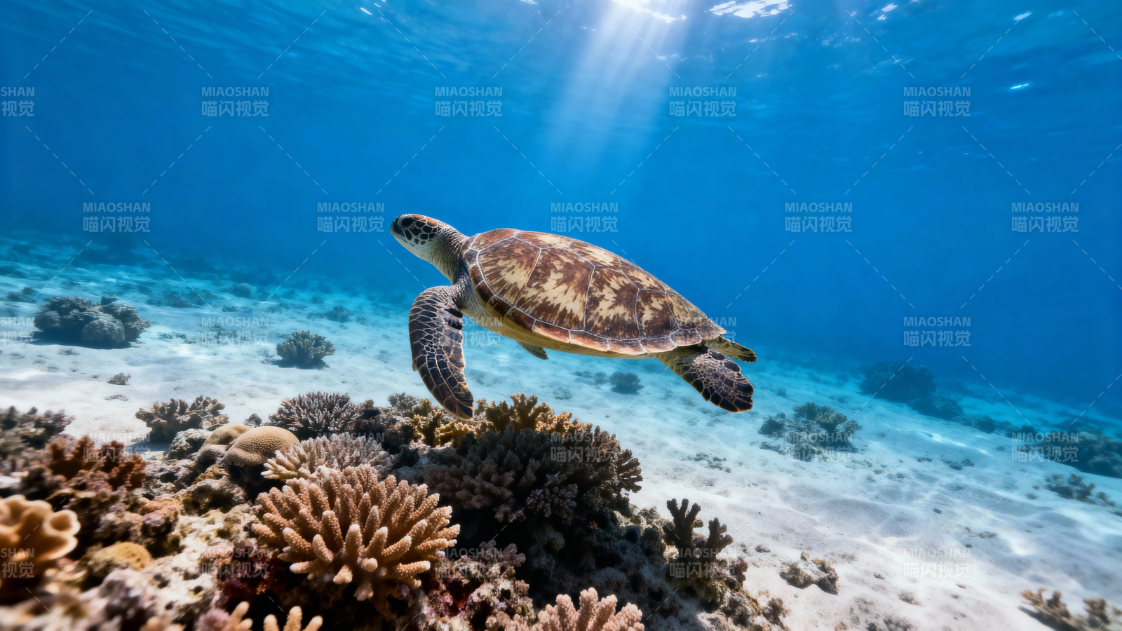 海龟游弋珊瑚礁间图片