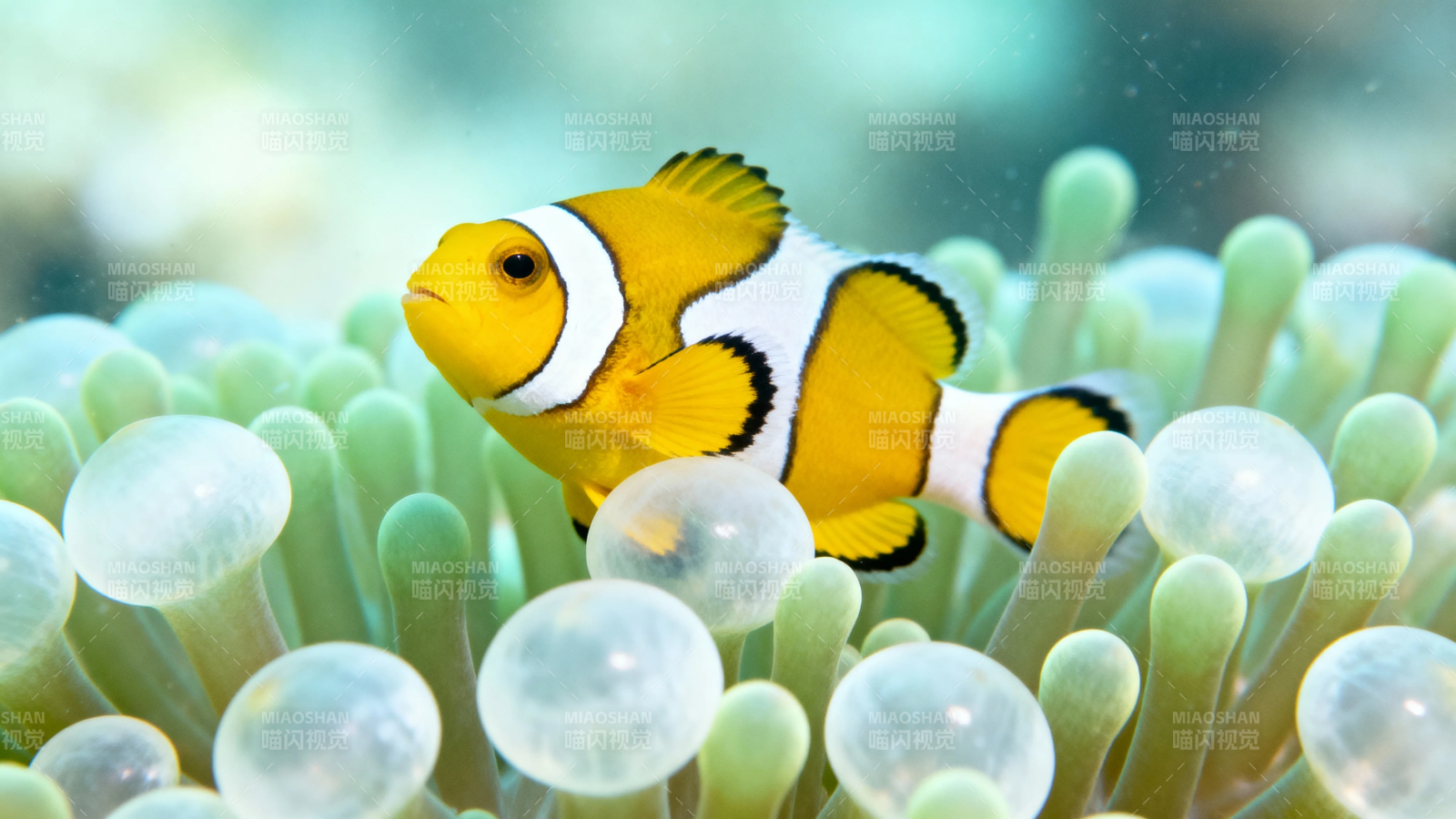 小丑鱼栖海葵中图片