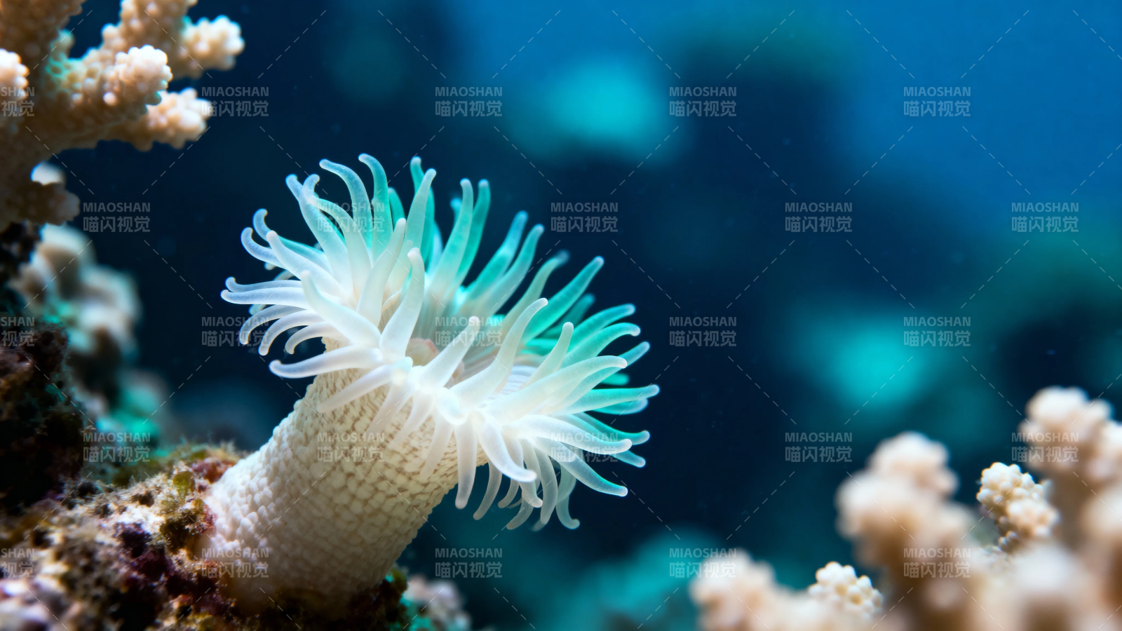 海葵轻舞珊瑚间图片