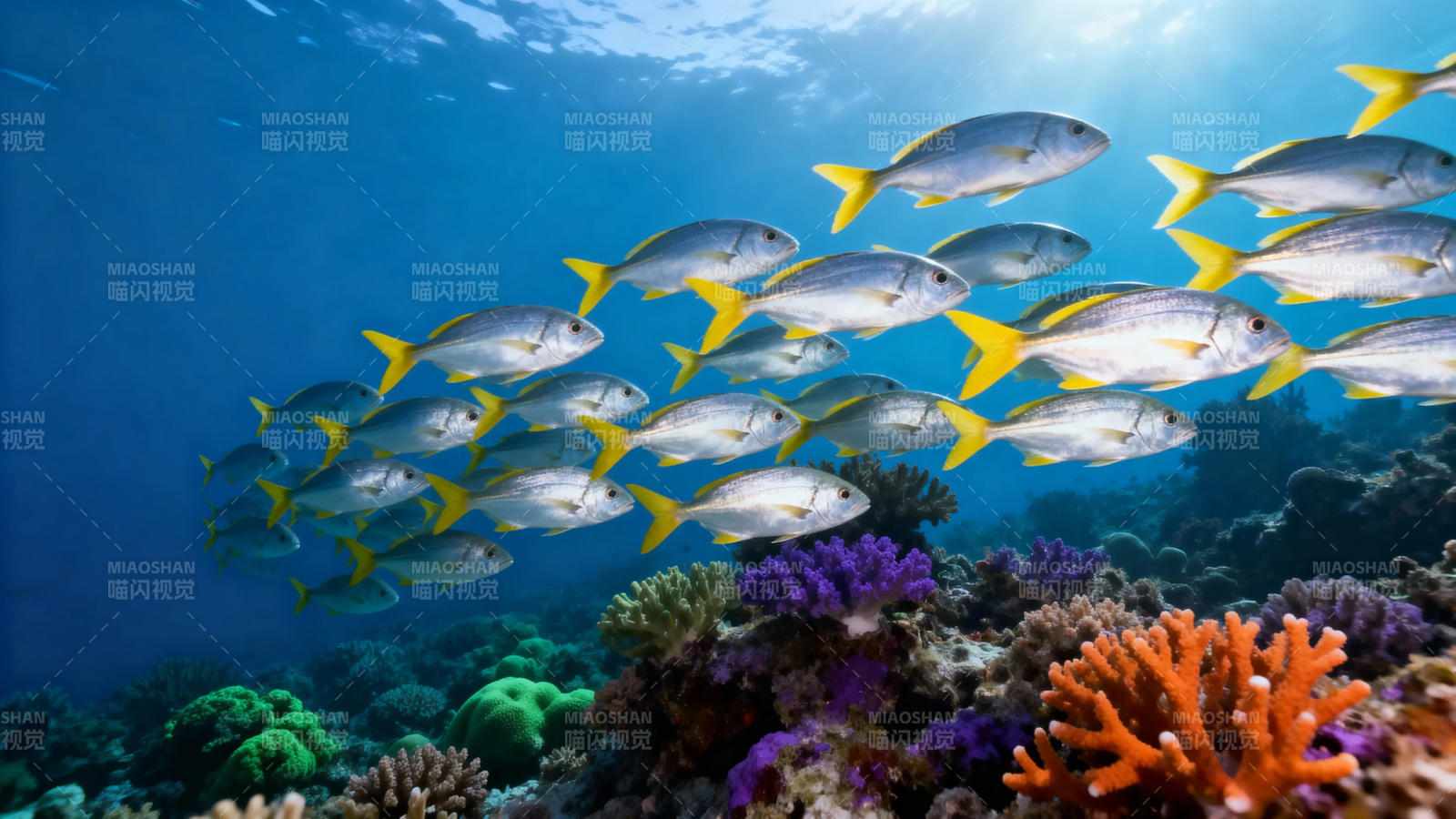 鱼群游弋珊瑚海图片
