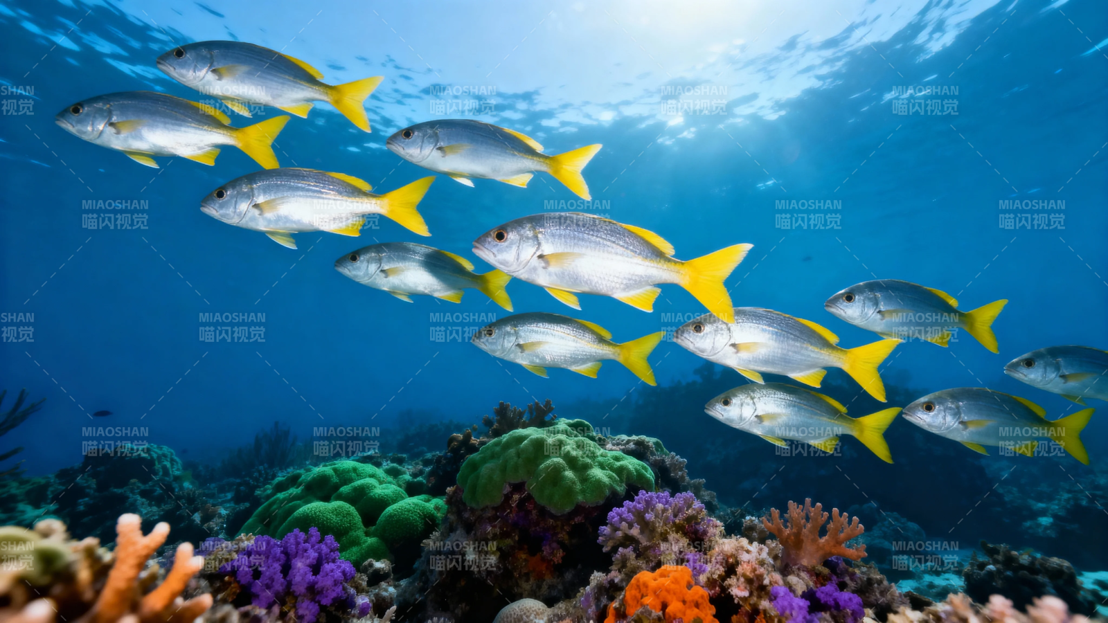 鱼群游弋珊瑚海图片