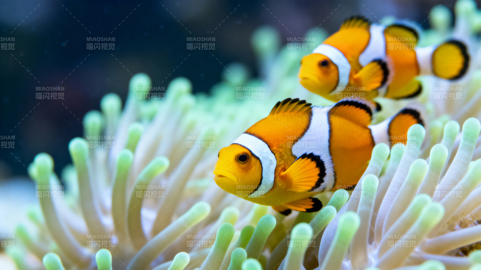 小丑鱼与海葵共舞图片