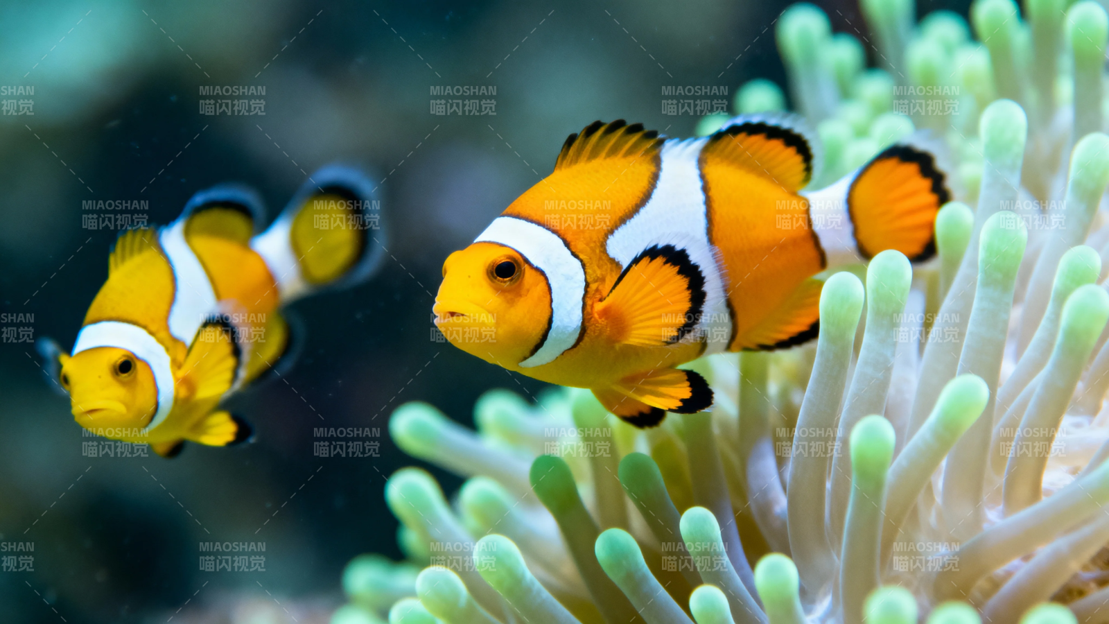 小丑鱼与海葵共舞图片